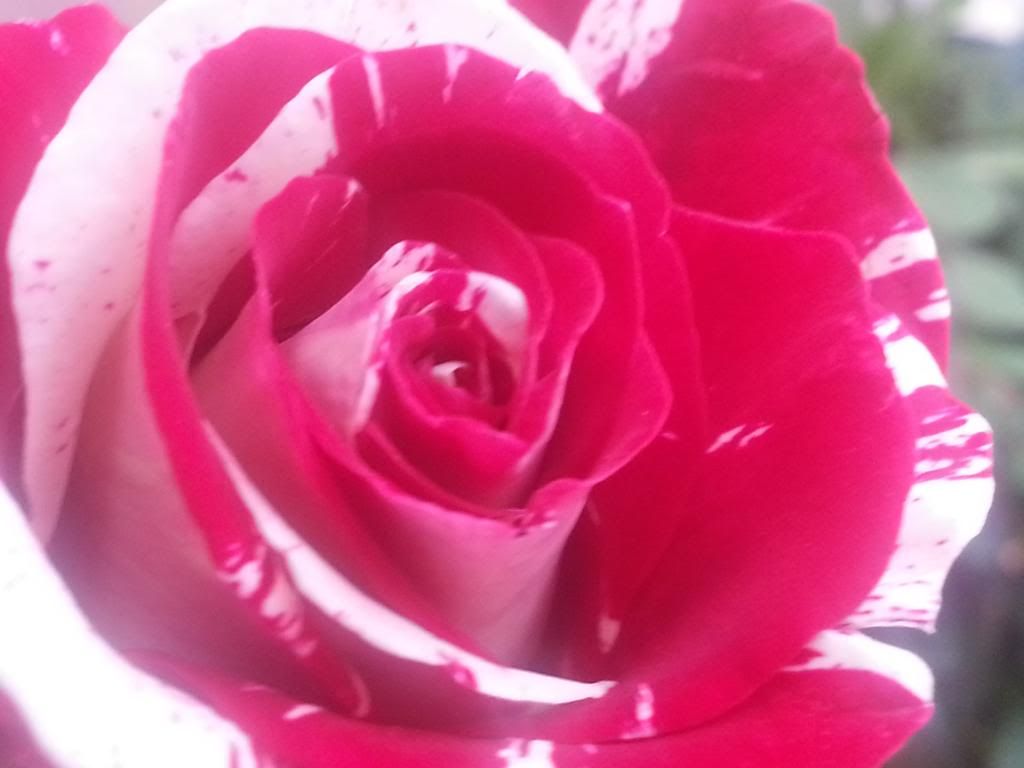 Rock&Roll rose photo 20140329_180406_zpscda39ee0.jpg